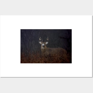 Morning Buck - White-tailed Deer Posters and Art